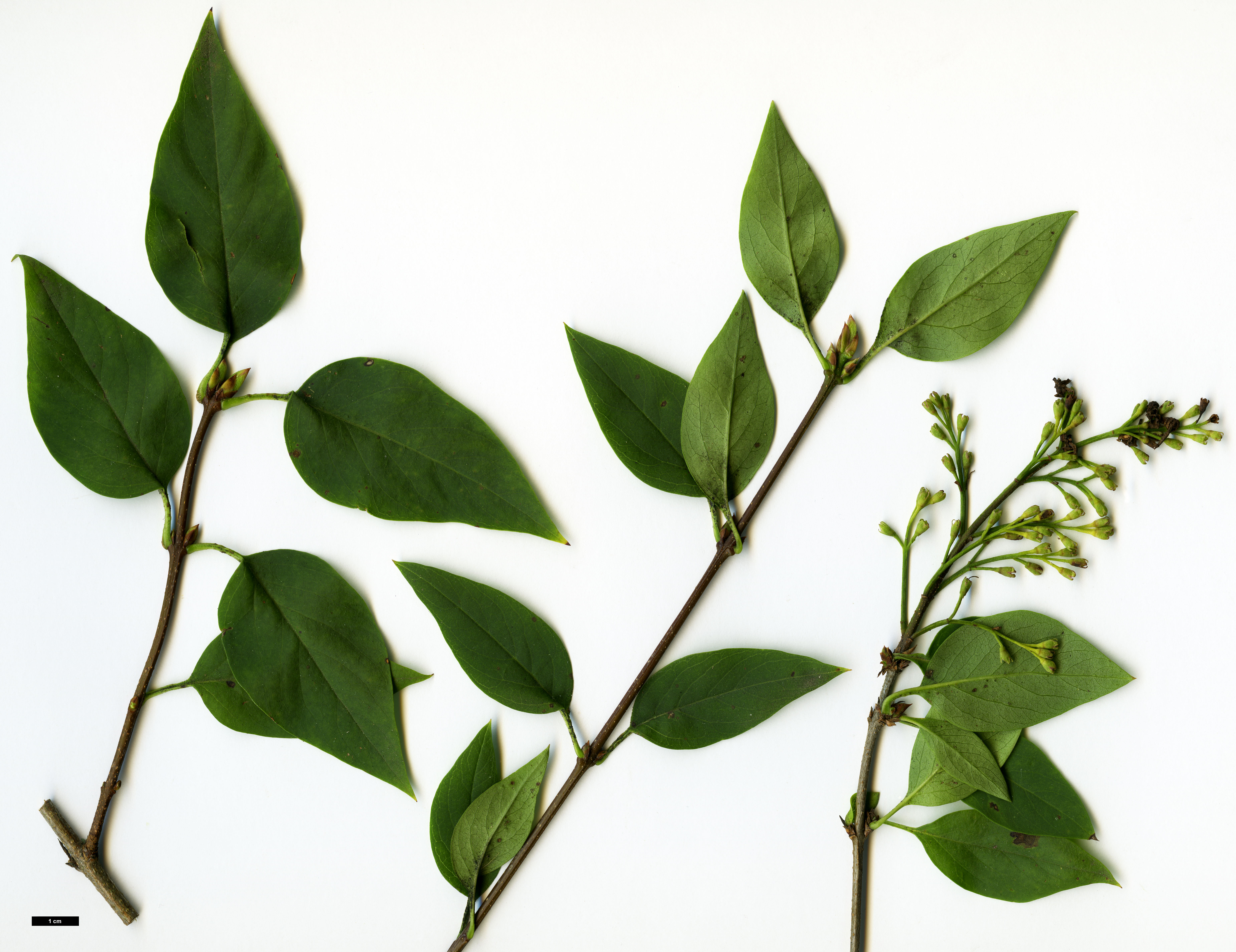 High resolution image: Family: Oleaceae - Genus: Syringa - Taxon: ×chinensis (S.laciniata × S.vulgaris)